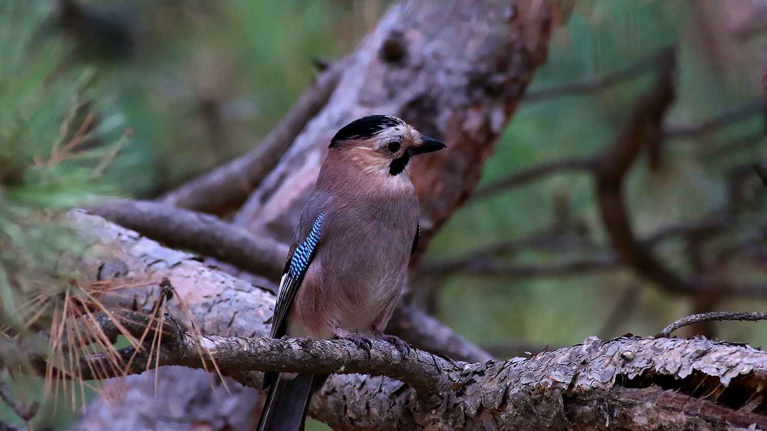Eurasian Jay